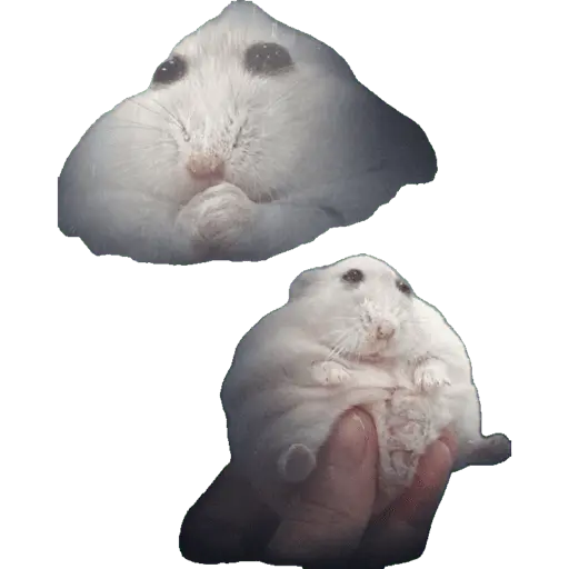 Կպչուն պիտակ